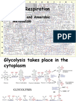 Cellular Respiration: Aerobic and Anaerobic Metabolism