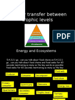 Energy Transfer Between Trophic Levels