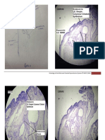 Micro Hsb - Reproductive System Embryology