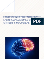 Las Regiones Parientales y Las Organizaciones de Síntesis