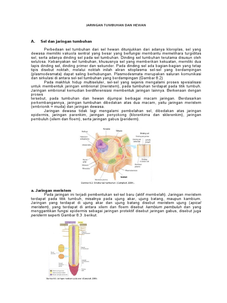  Jaringan  Tumbuhan  Dan  Hewan 