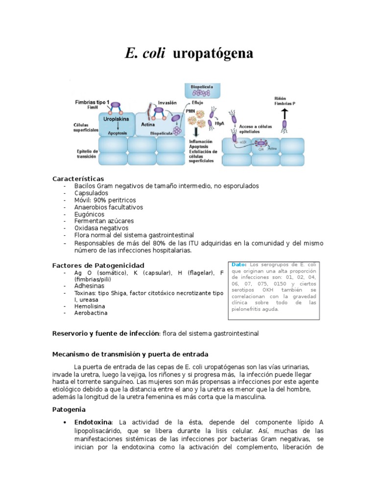 Escherichia Uropatógena | Infección del tracto urinario | Escherichia coli