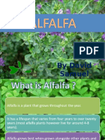 Alfalfa English 140323111407 Phpapp02