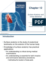 Surface & Cross Sectional Anatomy