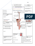 The Digestive System Graphic Organiser