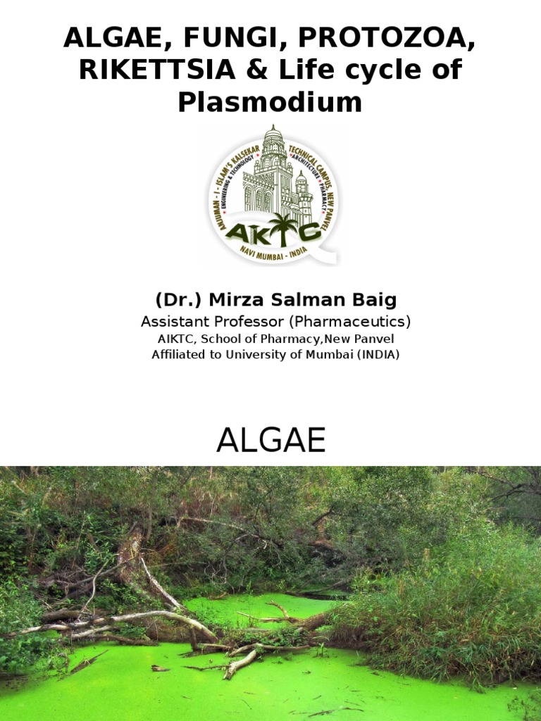 Algae, Fungi, and Protozoa Overview | PDF | Algae | Microbiology