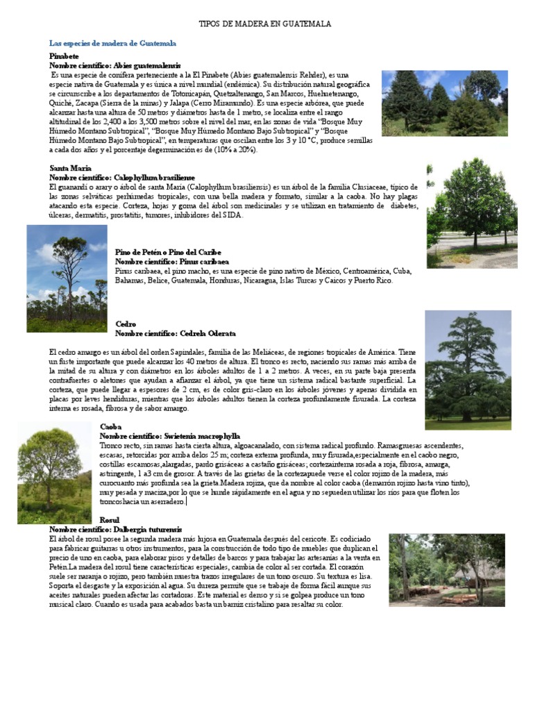 Tipos de Madera en Guatemala PDF Arboles Plantas