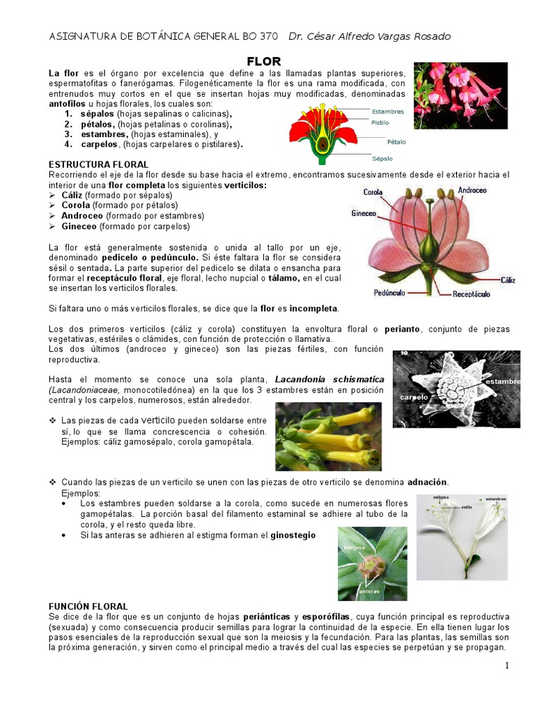Estructura y Función de la Flor | PDF | Flores | Polen