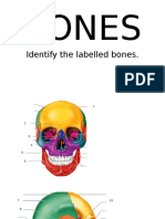 Parts of the Bones