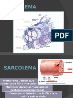 Sarcolema: membrana muscular clave