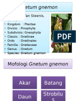 Gnetum Gnemon