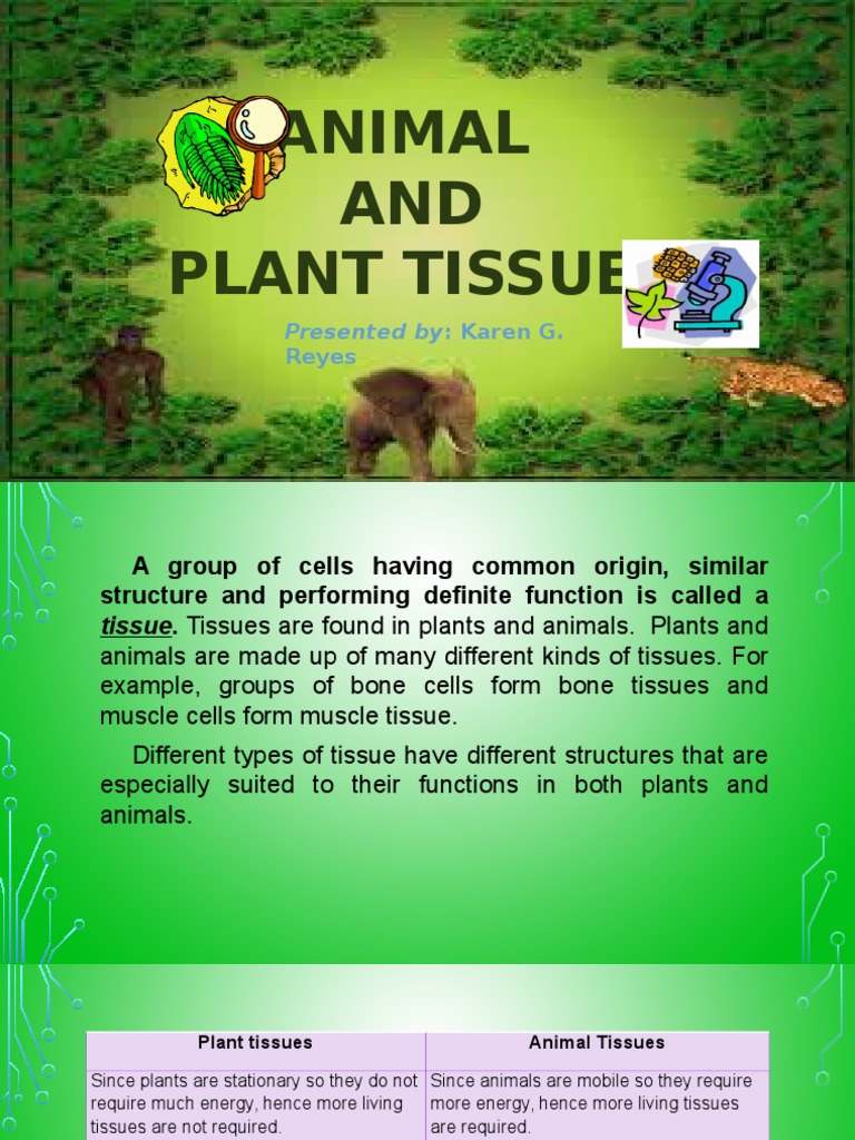 Plant & Animal Tissue | PDF | Tissue (Biology) | Muscle