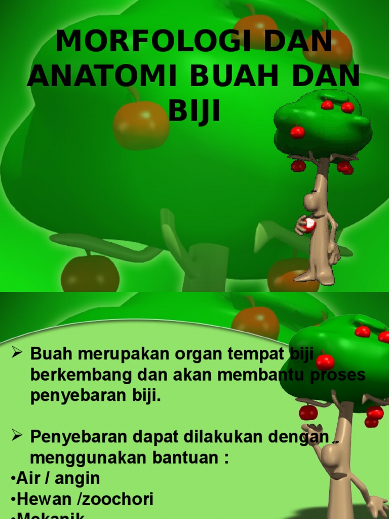 Morfologi Dan Anatomi Buah Dan Biji