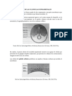 La Glándula Suprarrenal Se Forma A Partir de Dos Componentes