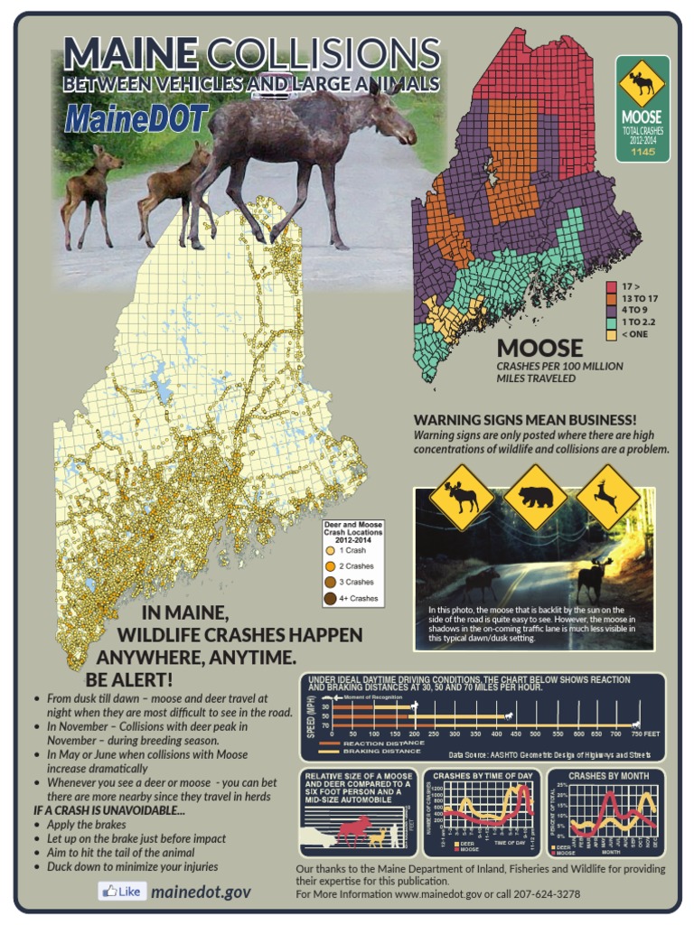 Maine DOT Moose Accidents PDF Moose Transport Safety