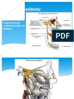 n mandibular.pptx