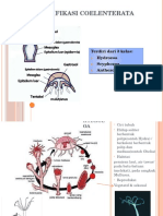Klasifikasi Coelenterata