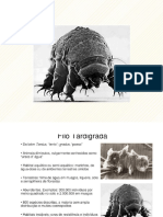 Tardigrada