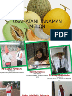 Budidaya Tanaman Melon