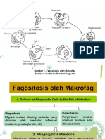 Makrofag Mekanisme