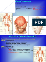 178664153-Sistemul-muscular.pdf