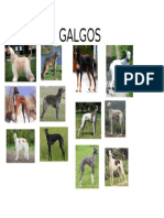 GALGOS