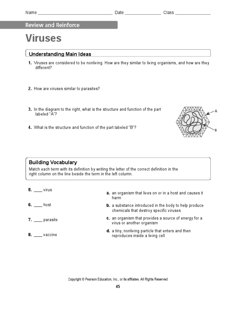 Viruses and Bacteria Worksheet PDF Bacteria Cell (Biology)