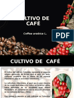 Cultivo de Cafe Examen 1