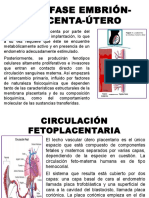 Interfase Embrión Placenta Útero