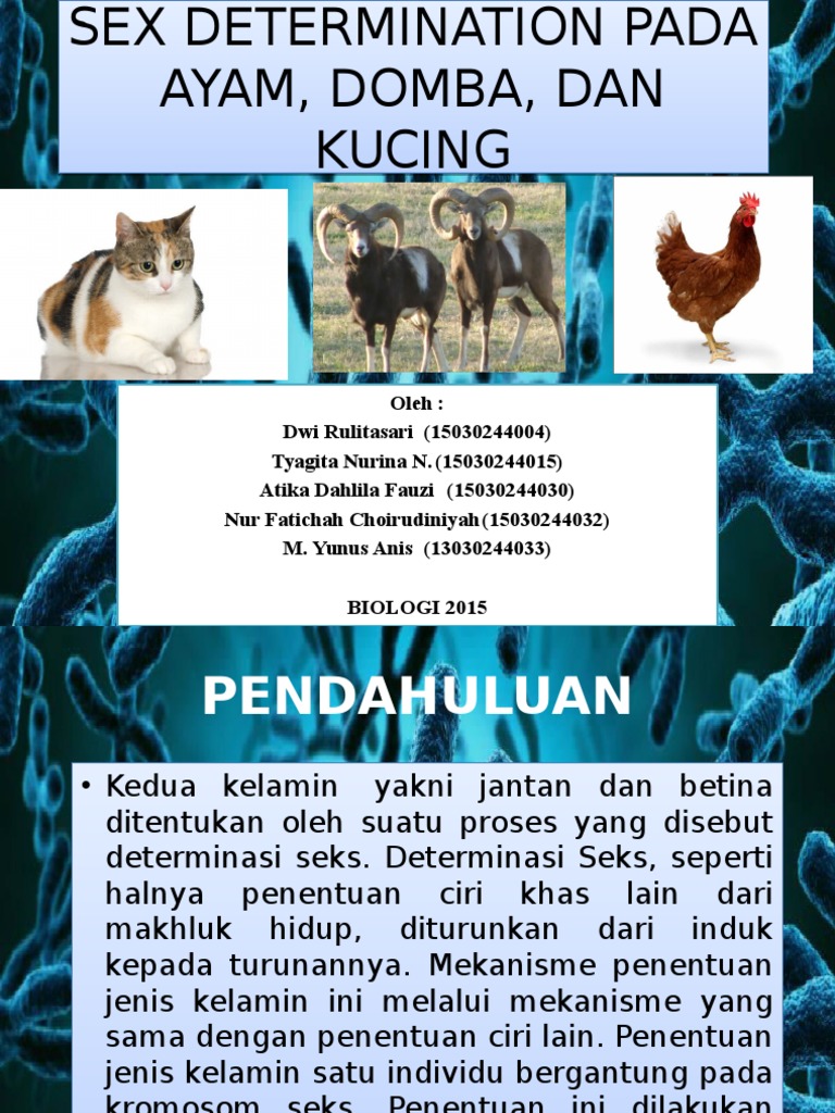 Genetika Sex Determination Tika  PDF