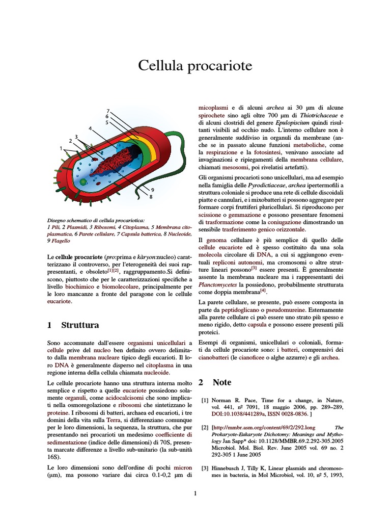 Cellula Procariote | PDF