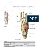 Foot Muscle