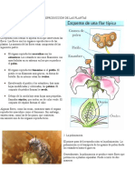 La Reproducción de Las Plantas