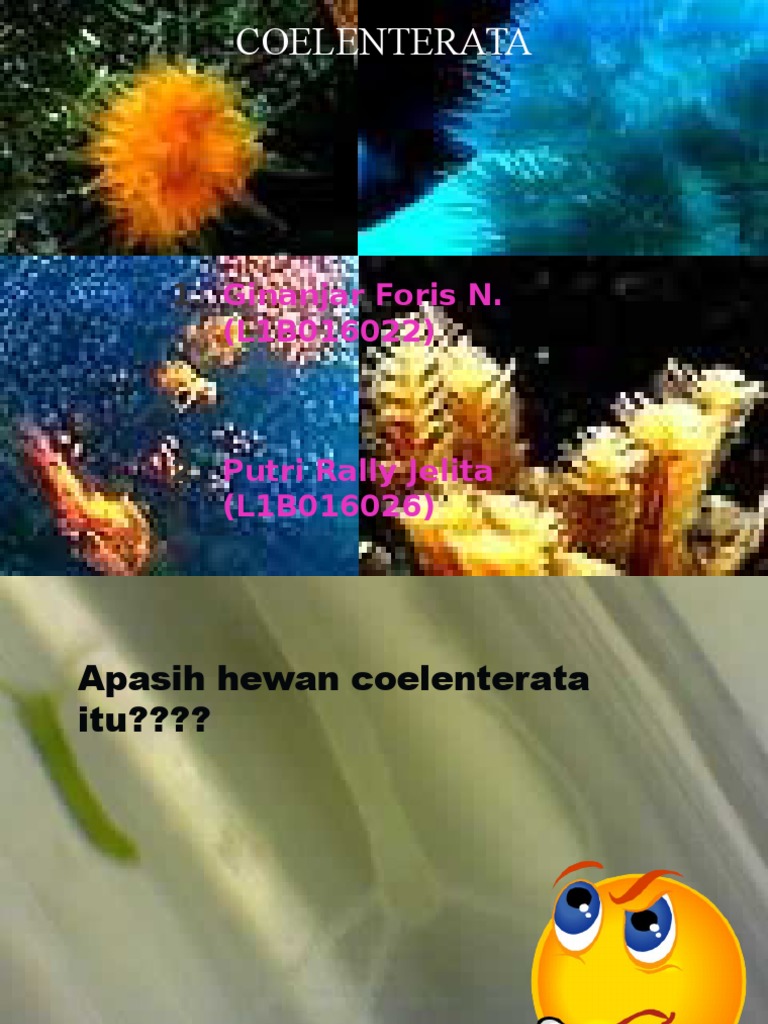 Coelenterata