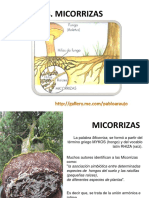 Micorrizas y Nódulos Bacterianos ESPE