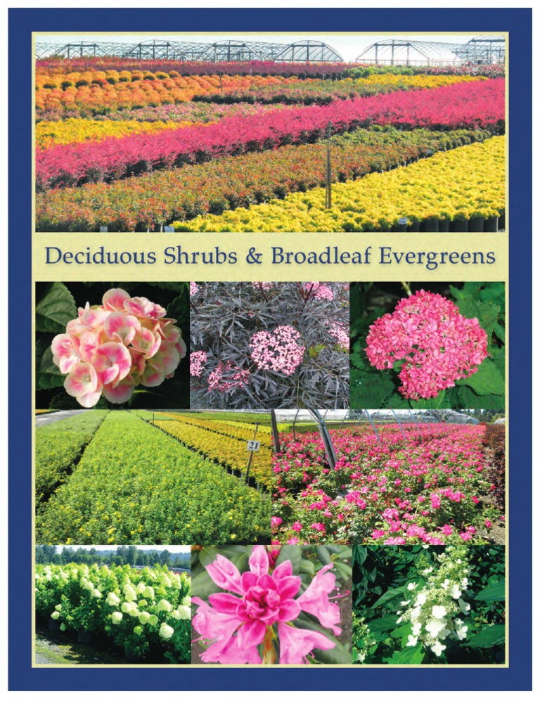 Deciduous Shrubs & Broadleaf Evergreens Leo Gentry Nursery Rose