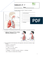 Sistema Respiratorio Ficha 7