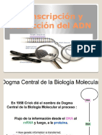 2 Transcripcion y Traduccion Del ADN