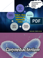 Tema 9 Coryne Listeria Bacillus (1).pdf