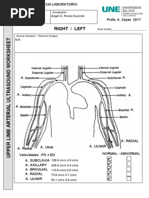 arterial upper limb worksheet pdf