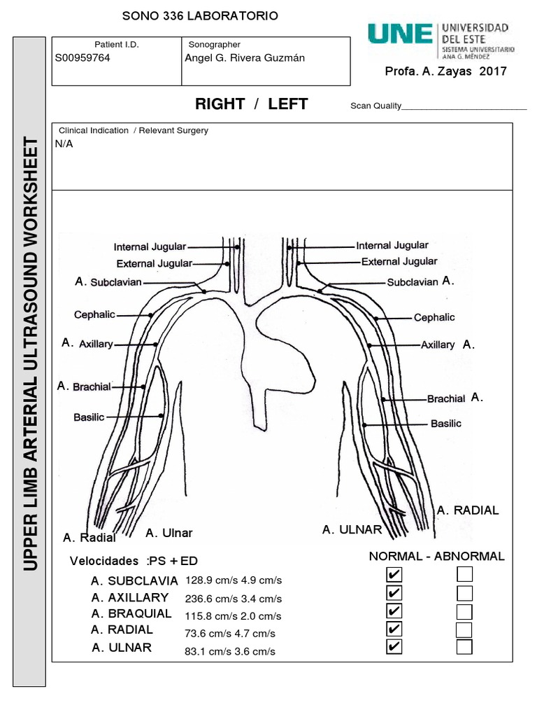 arterial upper limb worksheet pdf