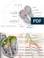 Ecg Review