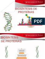 4.2 Biosintesis de Proteinas Animaciones