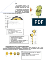 organizare androceu .docx