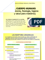 sentidos.pdf