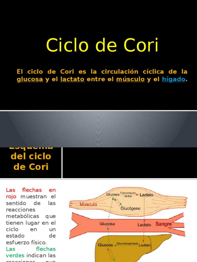 Ciclo de Cori Procesos celulares Bioquímica