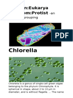 Domain:Eukarya Kingdom:Protist: Chlorella