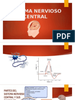 Sistema Nervioso Central - Sistema Endocrino