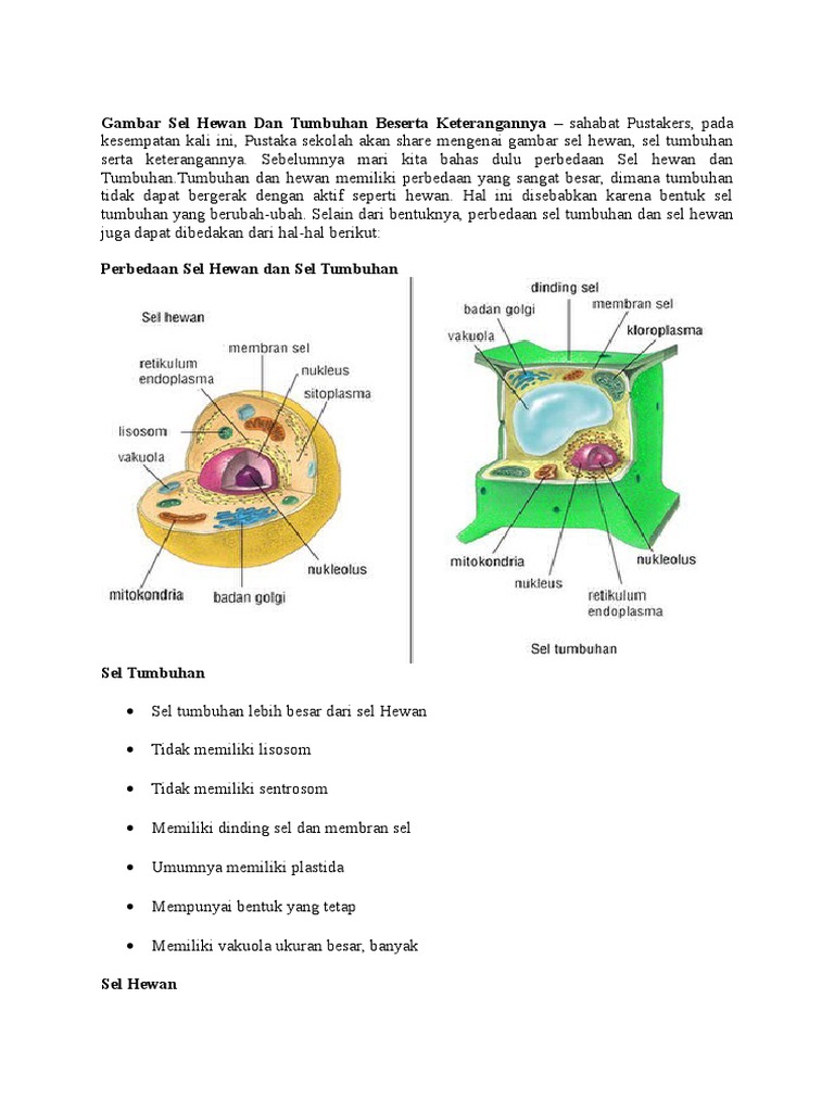  Gambar  Sel  Hewan  Dan  Tumbuhan  Beserta  Keterangannya 