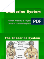 Endocrine System Explained